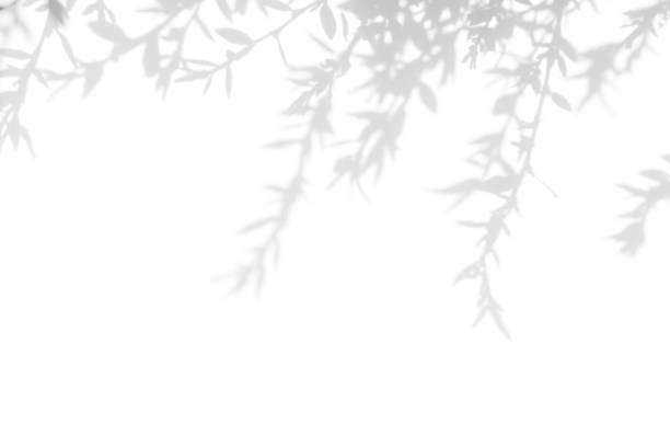 istock Gray shadow of the leaves on a white wall 1166350397