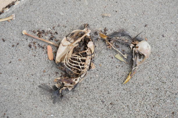 istock Bird skeleton on the floor 1166351731