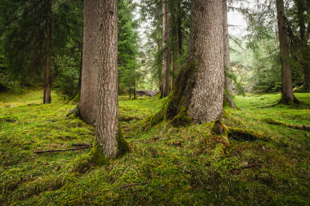 kiefernwald - rainforest austria nature tree stock-fotos und bilder