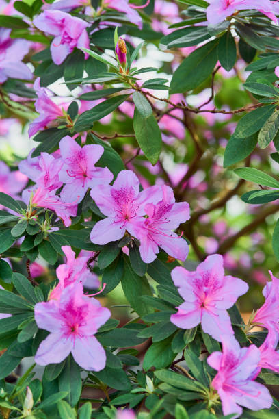 istock Flowers bloom azaleas, pink rhododendron buds on green background 1166356540