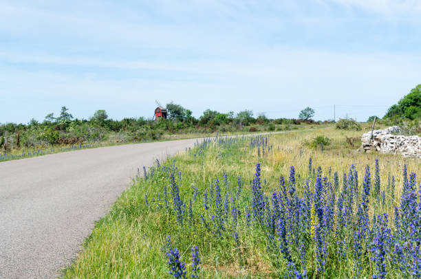 istock Blossom blueweed by roadside 1166356672