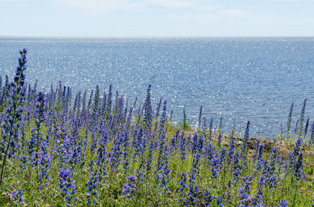 istock Bright blossom Blueweed flowers by a coast with water reflections 1166356977