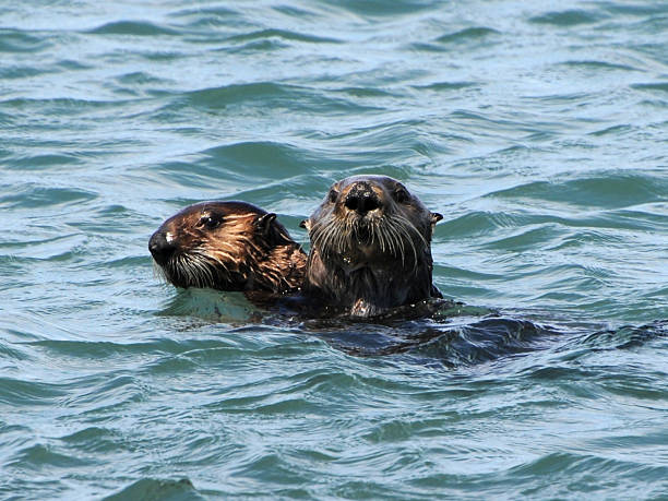 istock sea otters, Enhydra lutris 116635726