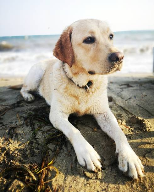 istock And I have summer vacation 1166358068