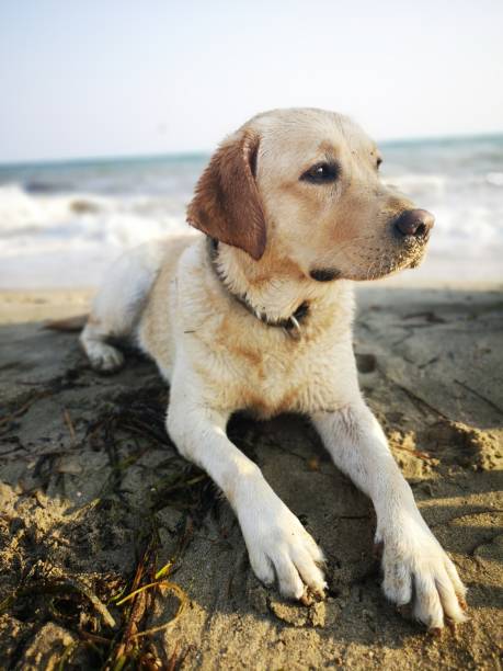 istock And I have summer vacation 1166358071