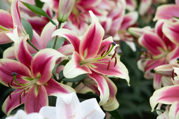 istock mix purple and white lily 1166358186