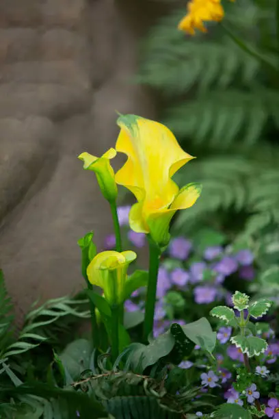 yellow callalily spring in the gardent