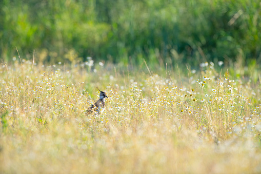 Northern lapwing (Vanellus vanellus) wading bird in a meadow with flowers during summer.