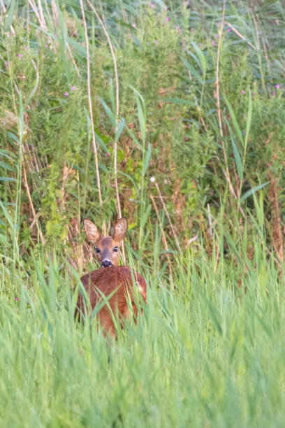 istock Wild Roe Deer in a field during a summer evening 1166358335