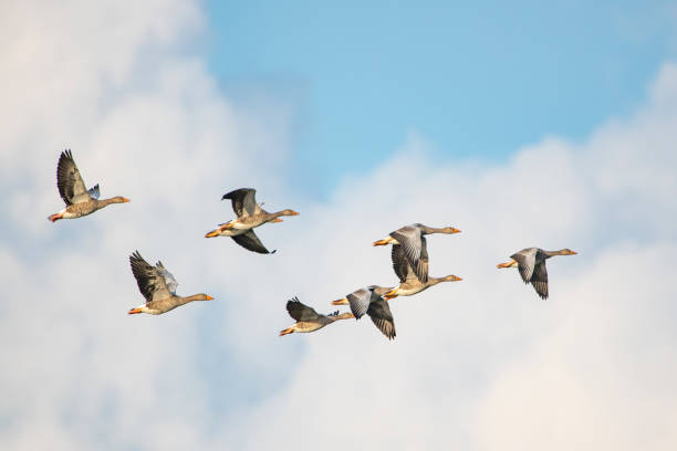 istock Greylag Goose (Anser anser) in formation flight 1166358439