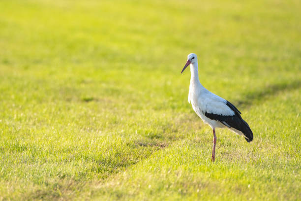 Stork bird with distinctive white and black  feathers searching for food in a meadow during summer.