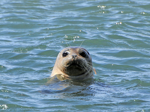 Harbor seal, 
