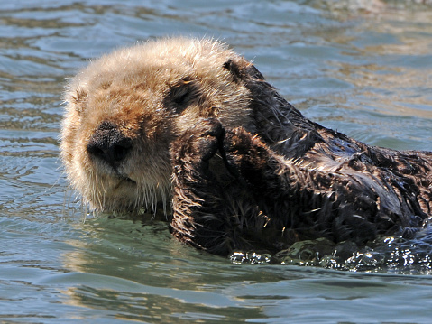 Sea otter, 