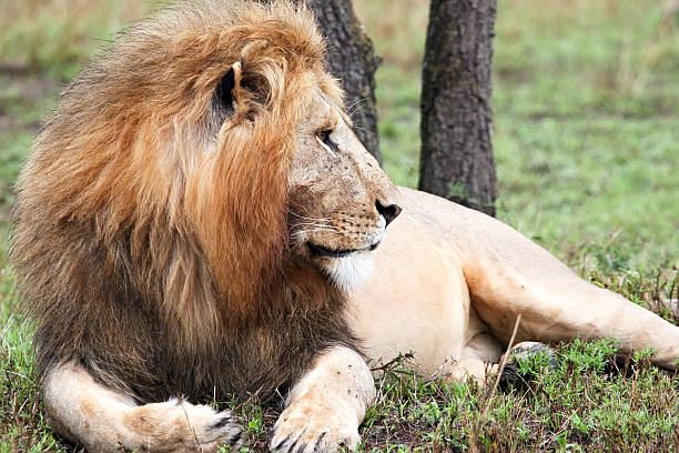 istock lion in the reserve 116635884