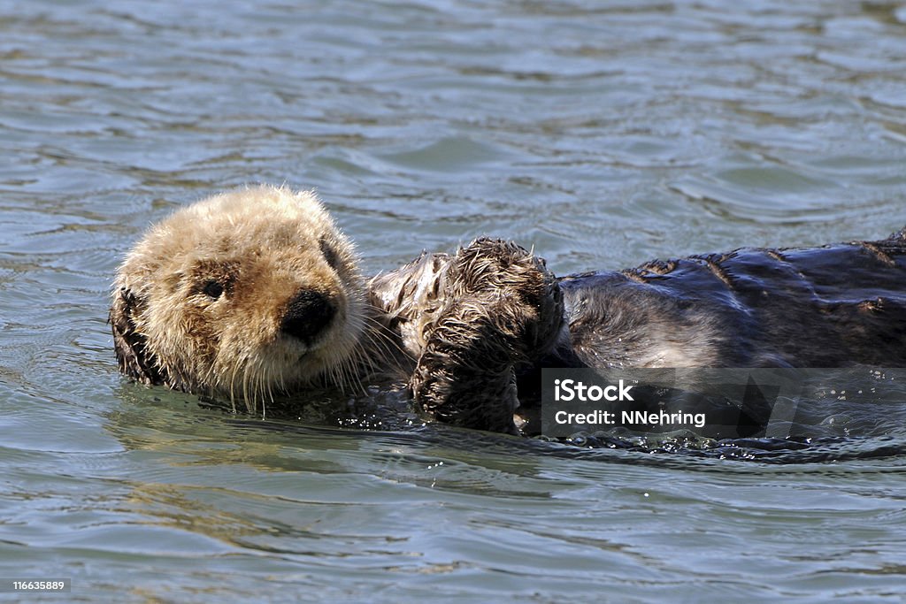 sea otter, Enhydra lutris Sea otter,  Monterey Bay Stock Photo