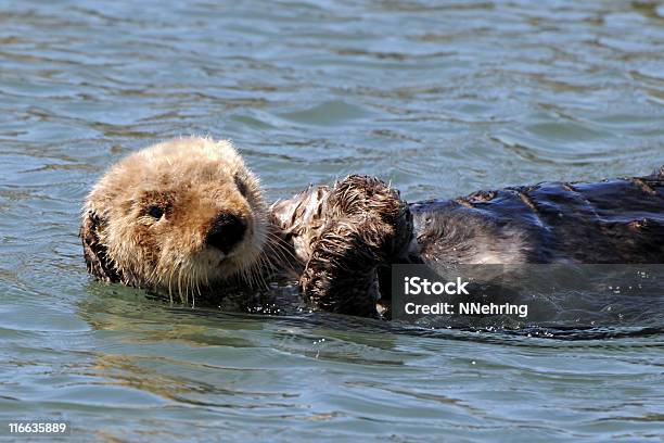 Sea Otter Enhydra Lutris Stock Photo - Download Image Now - Monterey Bay, Otter, Sea Otter