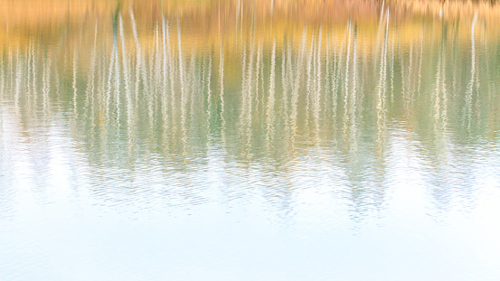 Fondo de caída brillante borroso abstracto en tonos pastel. Reflejo del bosque otoñal en el lago. photo