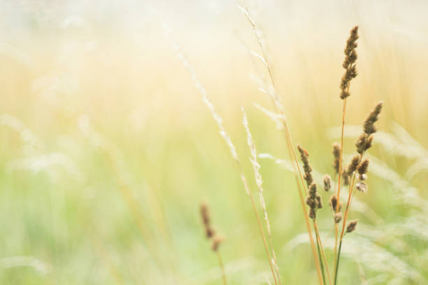 istock Beautiful light blurred nature with spicas background. Natural background. 1166359984