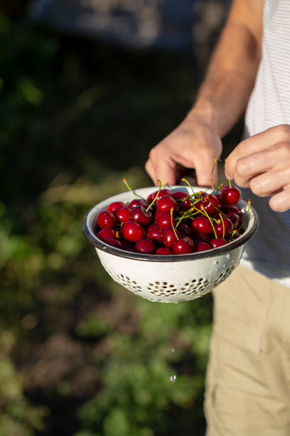 istock Ripe summer cherry in vintage colander 1166361404
