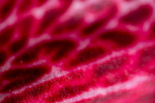 istock flower pistil ultra macro close up background texture 1166363478