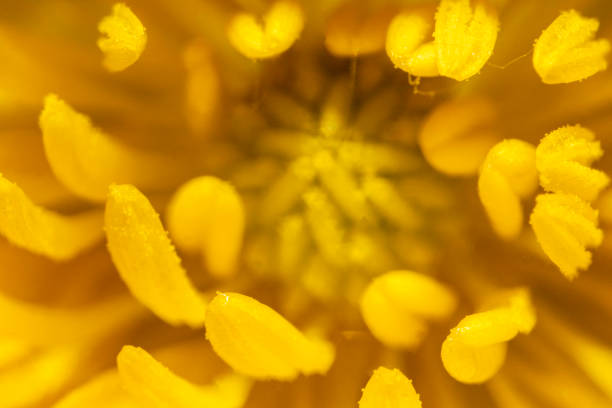 A macro shot of a dandelion head in bloo