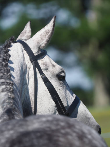 istock Beautiful Horse Head Shot 1166364810