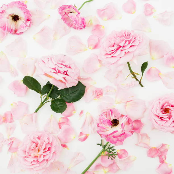 istock Floral pattern with pink roses flowers and petals on white background. Flat lay, Top view. 1166365830