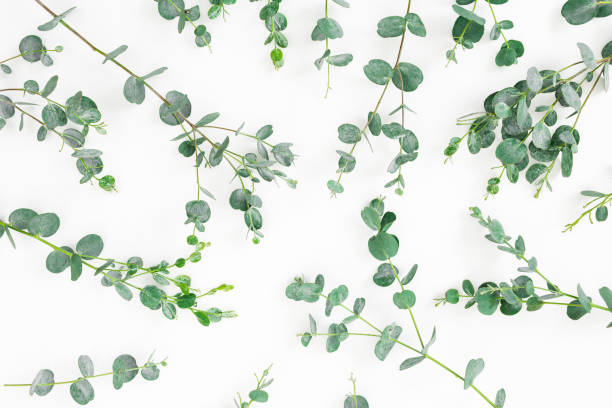 istock Floral background with green eucalyptus branches on white. Flat lay 1166365849