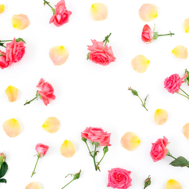 istock Floral pattern of roses flowers on white background. Copy space. Flat lay, top view. 1166365912