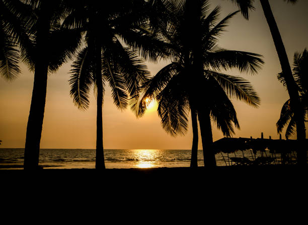istock Silhouette of coconut tree at the beach 1166366817