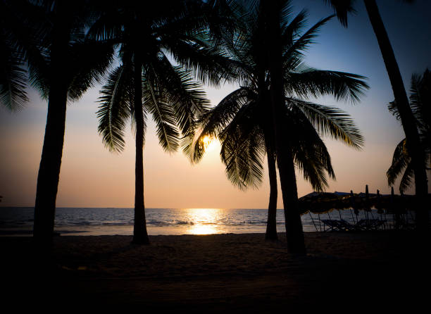 istock Silhouette of coconut tree at the beach 1166366893