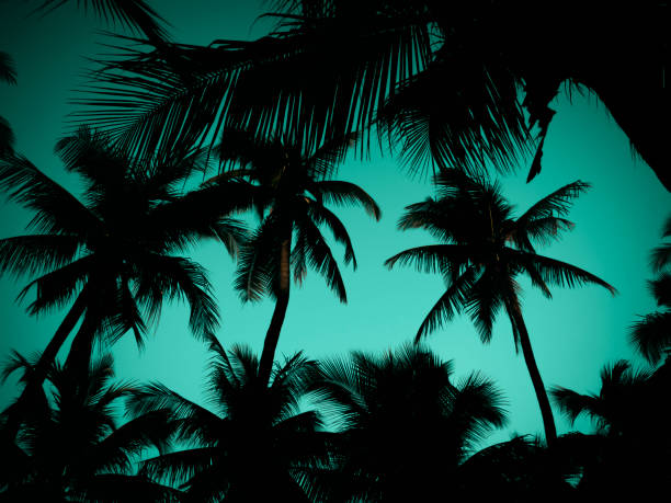 istock Silhouette of coconut tree at the beach 1166367502