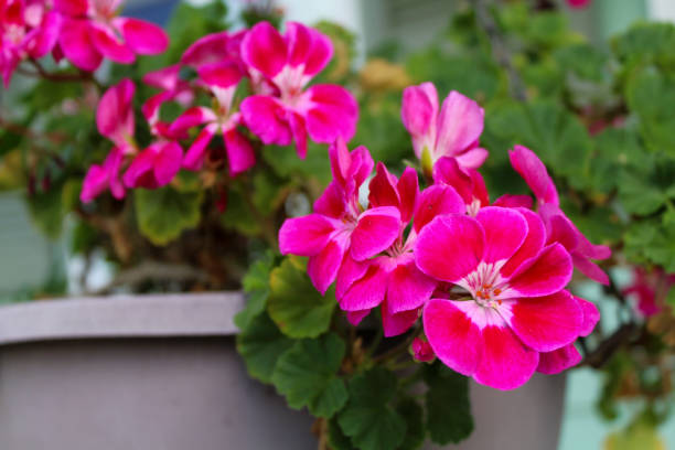 istock Pink Geranium in the early morning 1166367575
