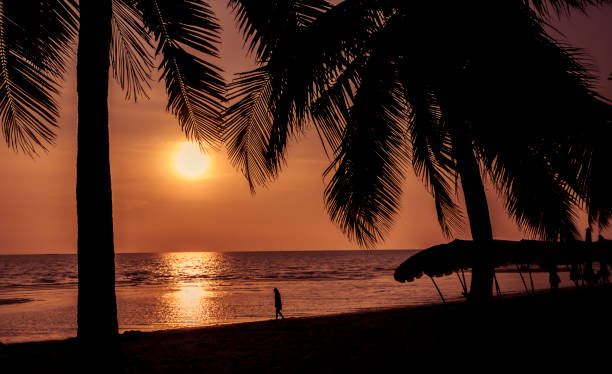 istock Silhouette of coconut tree at the beach 1166367589