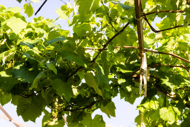 istock grapes in the garden green a lot of 1166367632