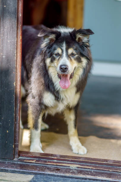 istock Border collie standing in doorway 1166367859