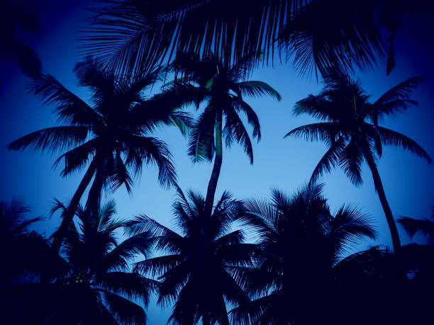 istock Silhouette of coconut tree at the beach 1166368089