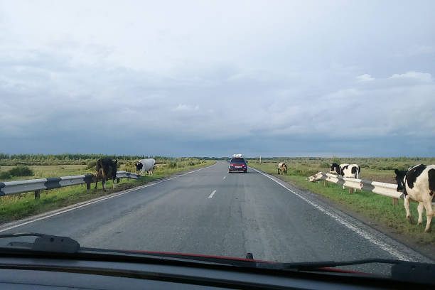 istock Cows are walking along the road. 1166369258