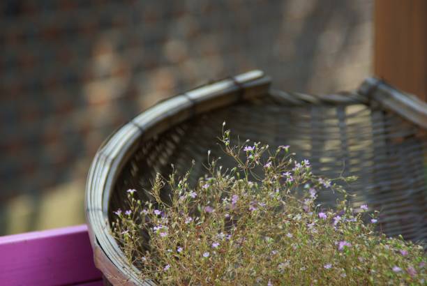 istock Flowers are beautiful wherever they are. 1166370794