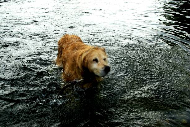 istock Enjoying a reliable dog's water 1166370816