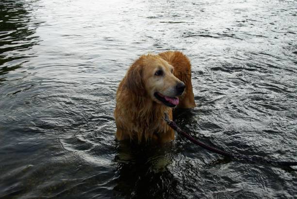 istock Enjoying a reliable dog's water 1166370887