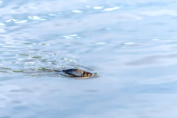 istock A large bream emerges from the water in the lake. 1166371027