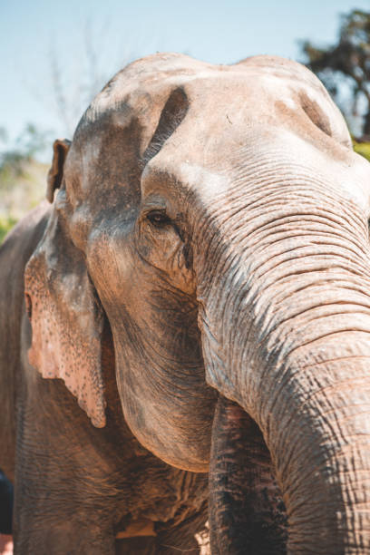 istock Elephants in Nature Park, Thailand 1166371190