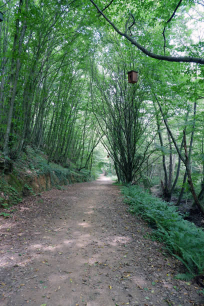 istock Hiking trail in a forest of dense trees in summer. 1166371197