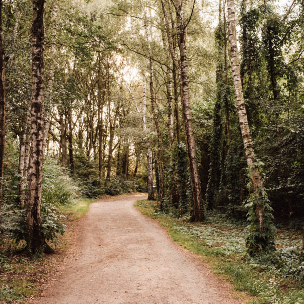 istock Footway in forest with trees with climber plants 1166371545