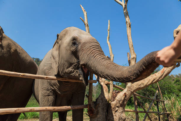 istock Elephants in Nature Park, Thailand 1166372669