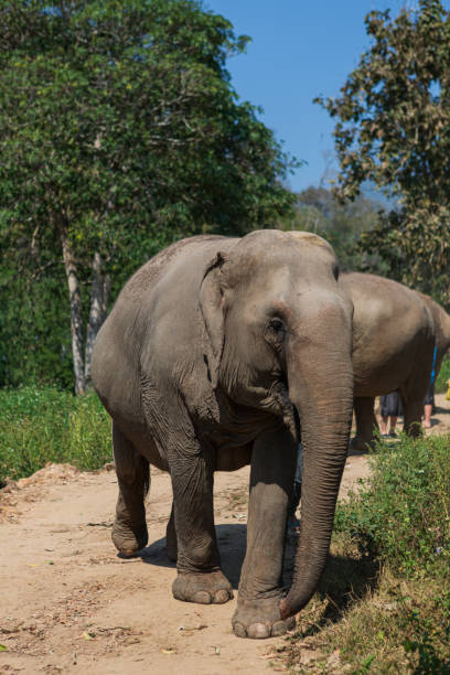 istock Elephants in Nature Park, Thailand 1166372823