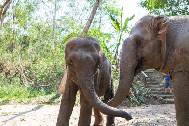 istock Elephants in Nature Park, Thailand 1166372911