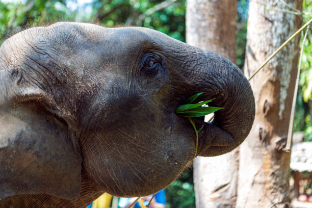 istock Elephants in Nature Park, Thailand 1166373007