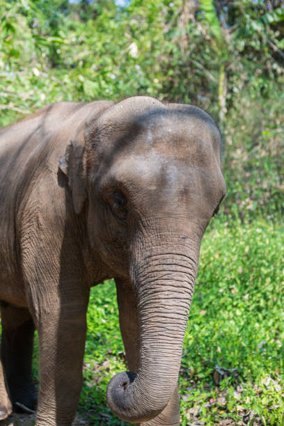 istock Elephants in Nature Park, Thailand 1166373016
